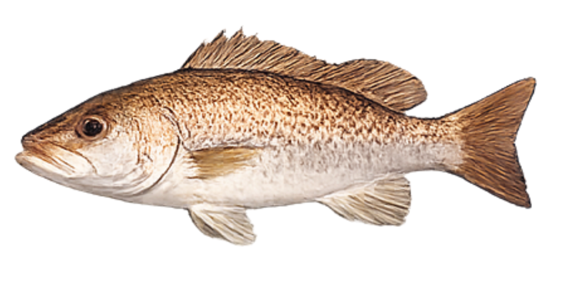 Mangrove snapper