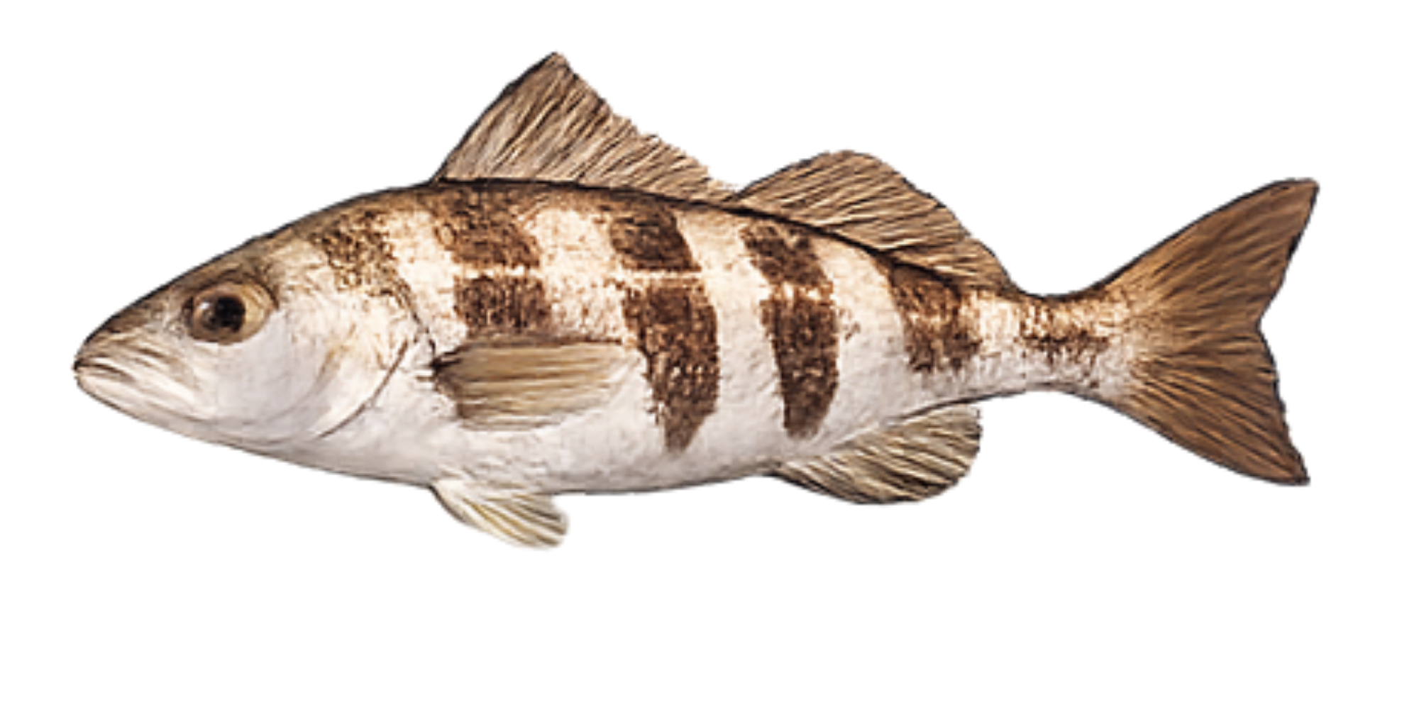 Spanish mackerel