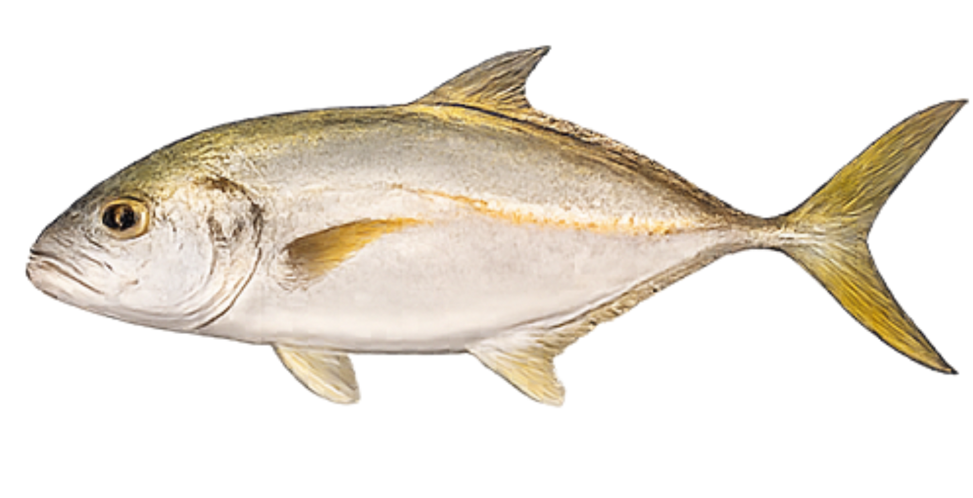 Jack crevalle