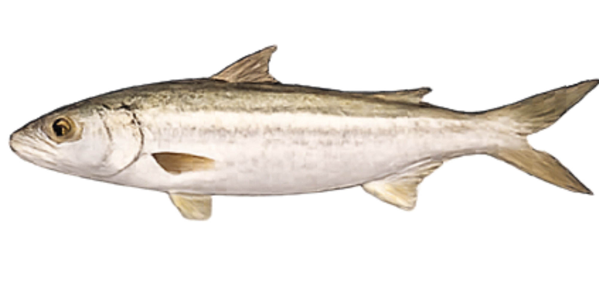 Ladyfish