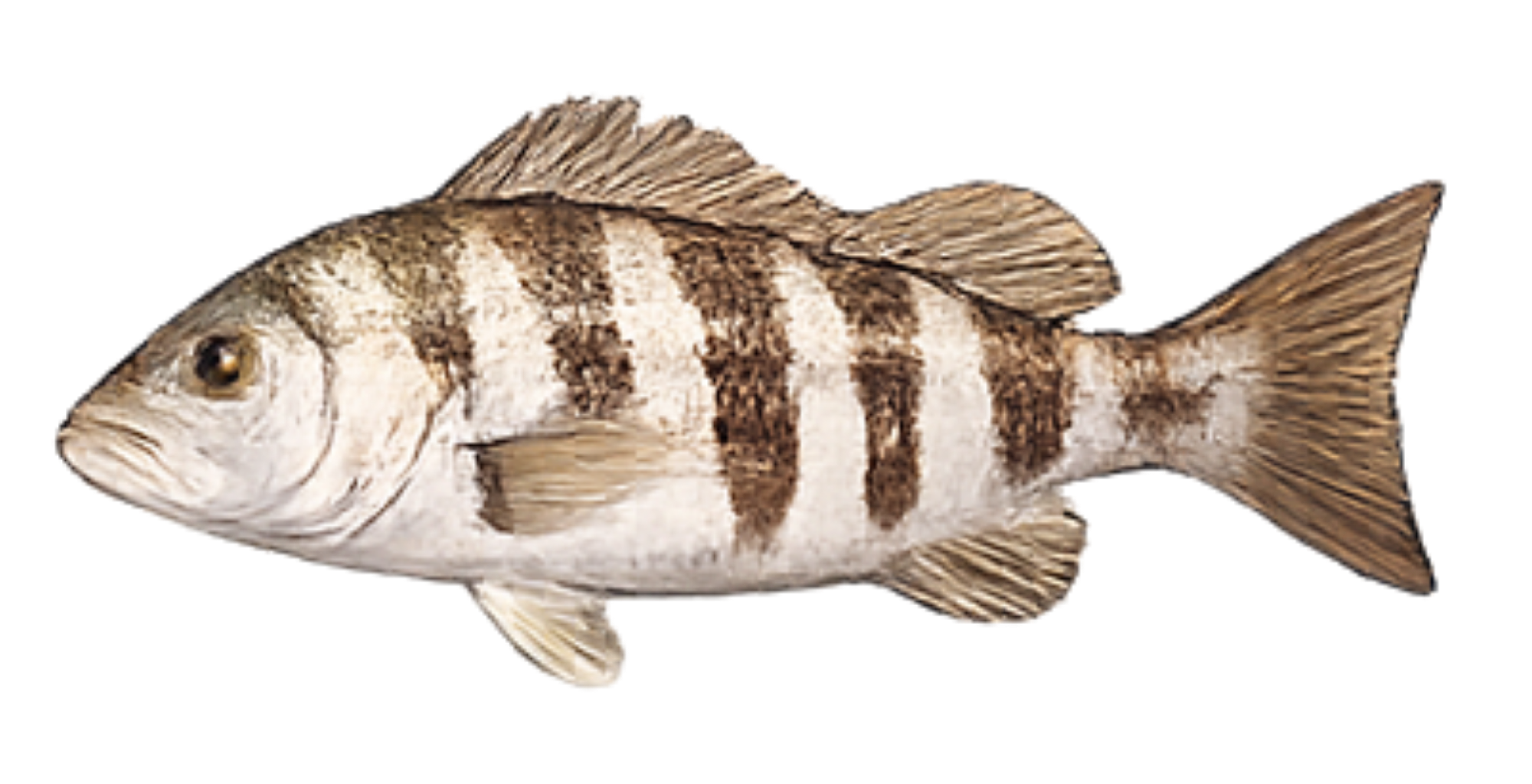 Sheepshead